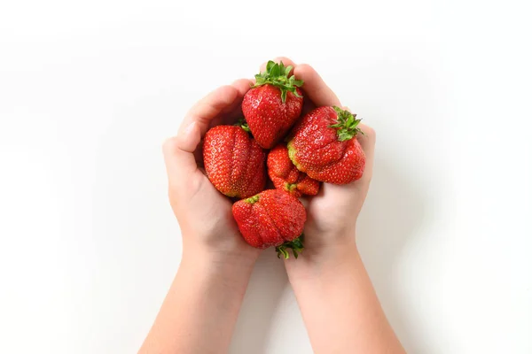 醜い熟した有機イチゴを子供の手で. — ストック写真