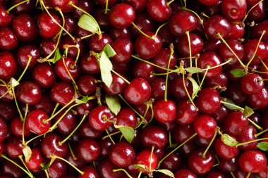 Yaz arkaplanı olarak taze kırmızı kiraz.