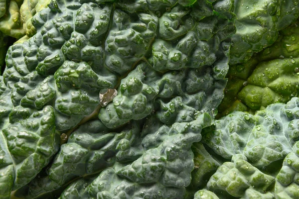 Popular Tuscan kale salad isolated on white background.