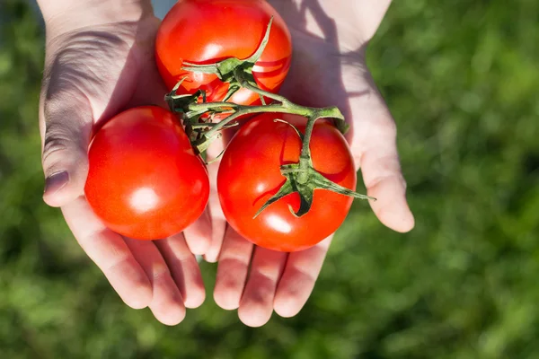 Niño sosteniendo tomates en las manos —  Fotos de Stock