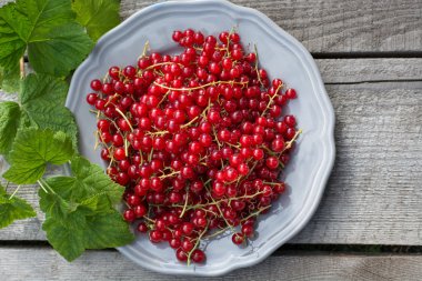 eski tablo üzerinde plaka üzerinde kırmızı kuş üzümü