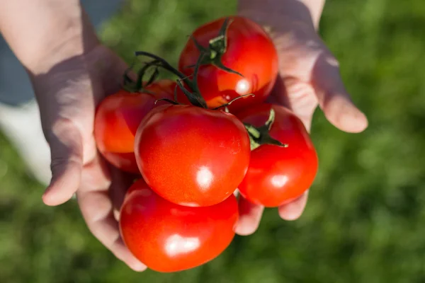 Child holding tomatoes in hands — Stock Photo, Image