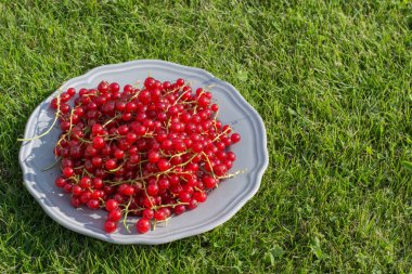 Yeşil çimenlerin üzerinde plaka üzerinde kırmızı kuş üzümü