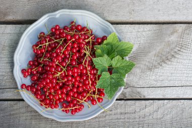 eski tablo üzerinde plaka üzerinde kırmızı kuş üzümü