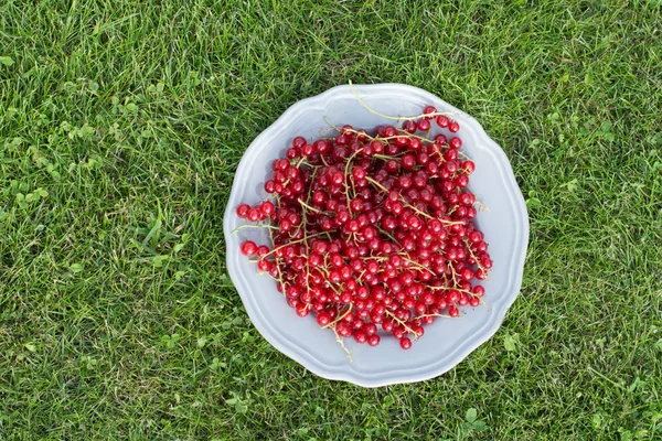 Grosella roja en el plato en la hierba verde — Foto de Stock