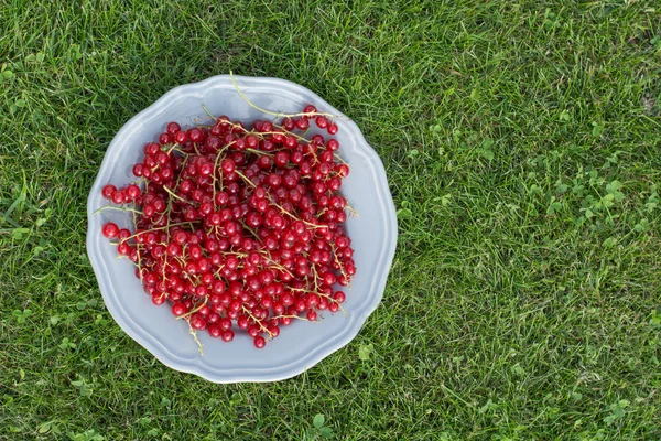 Grosella roja en el plato en la hierba verde — Foto de Stock