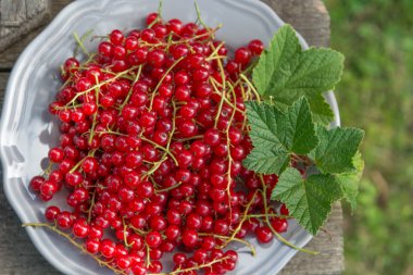 plaka üzerinde kırmızı kuş üzümü