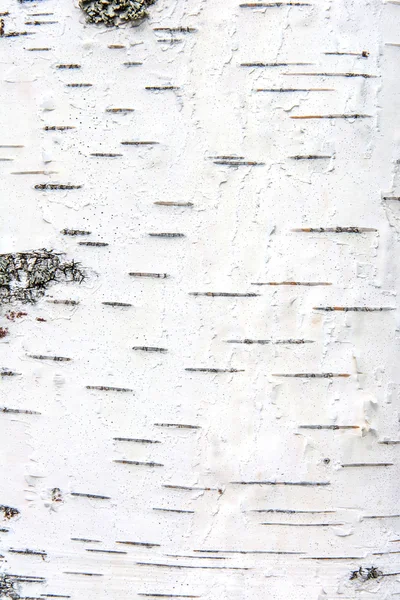 Textura de madeira velha, casca de vidoeiro — Fotografia de Stock