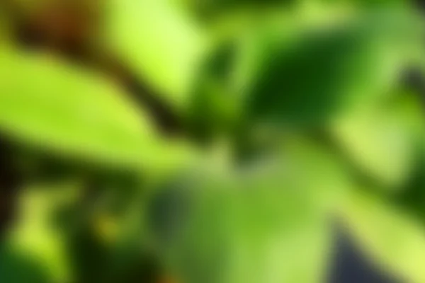 doğa arka plan bulanıklık