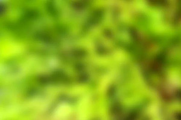 doğa arka plan bulanıklık