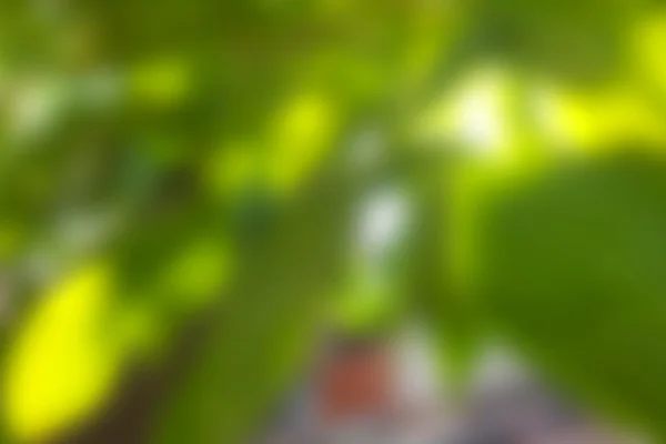 doğa arka plan bulanıklık