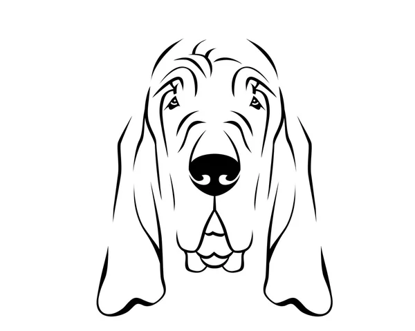 Bloodhound Vector Art Stock Images | Depositphotos