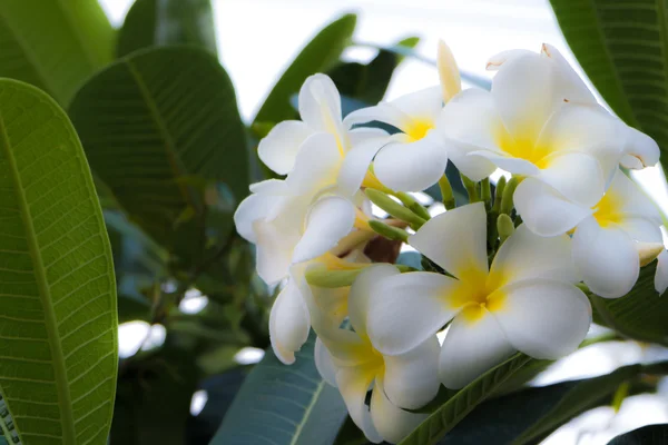 Flor tropical frangipani blanco, plumeria flor que florece en el árbol, flor del balneario — Foto de Stock