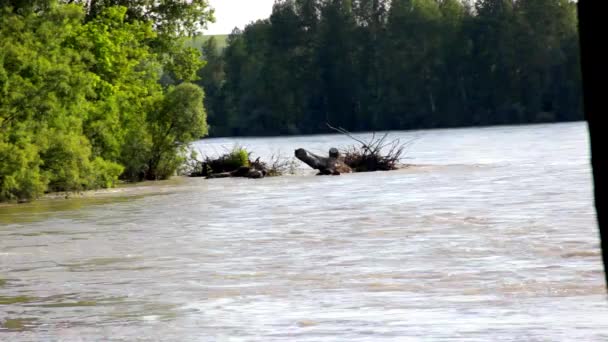 在夏天流动的河 — 图库视频影像