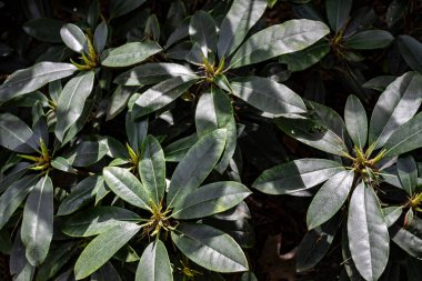 Rhododendron Fortune, Eastern China plant - photo. Deciduous background on a sunny day, with space for ad text