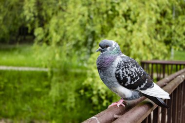 Pigeon, honey dove sits on the railing of the bridge - photo. World Habitat Day. Bird sits on fountain near the water. Bird Protection Day.