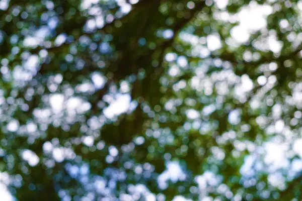 ağaç bokeh gökyüzü adam ile