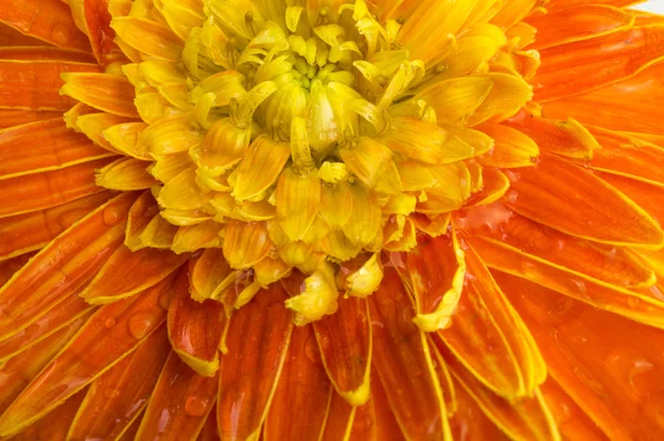 Nahaufnahme Orangen Gänseblümchen — Stockfoto