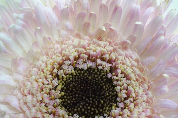 Rosa vit tusensköna — Stockfoto