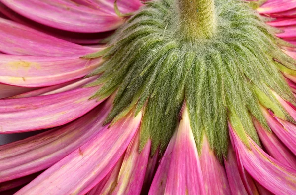 Sclow flowerwith petal