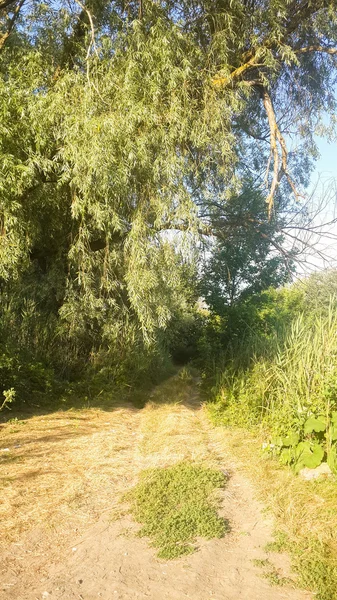 Forest in the Russia — Stock Photo, Image