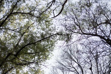 ağaç dalları gökyüzü doku
