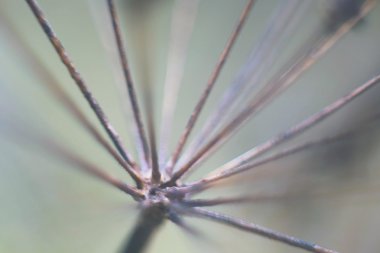 Ağaç kabuğu üzerinde makro sonbahar yosun