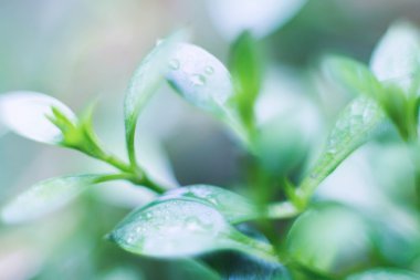 Ağaç kabuğu üzerinde makro sonbahar yosun