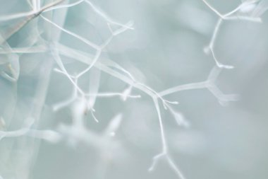 Ağaç kabuğu üzerinde makro sonbahar yosun