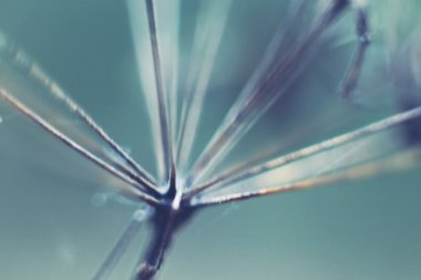 Ağaç kabuğu üzerinde makro sonbahar yosun