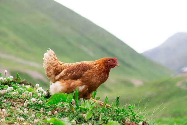A flock of chickens roam freely in a lush green village near Plateau in Rize, Turkey.