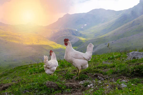 Pollos Fondo Puesta Sol Pollos Vagando Por Una Meseta Gran Fotos de stock