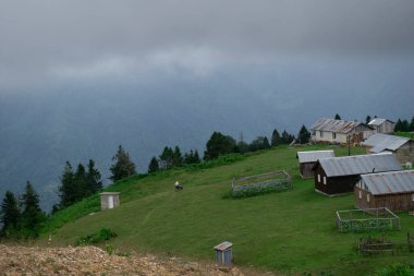 Rize, Turkey - August 16 2017 : Old man working in the highland. Landscape photo was taken in summer.