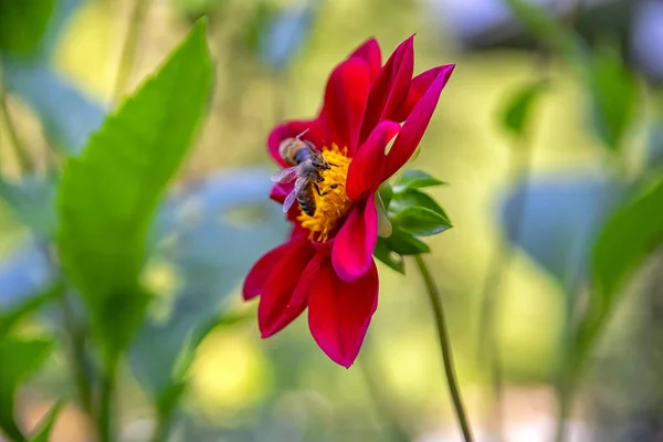 Bin Som Samlar Pollen Vid Röd Blomma Bee Flyger Över — Stockfoto
