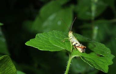 Yaprağın üzerinde çekirge