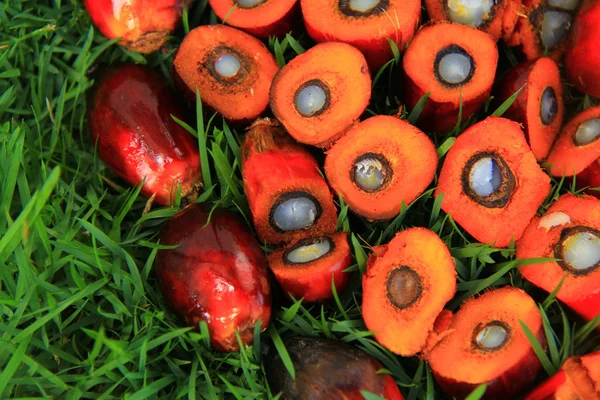 taze hurma meyve / palm yağı