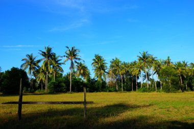 en yüksek Hindistan cevizi ağaçlarının