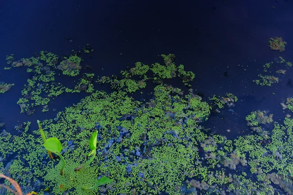 水中的绿色真菌 — 图库照片