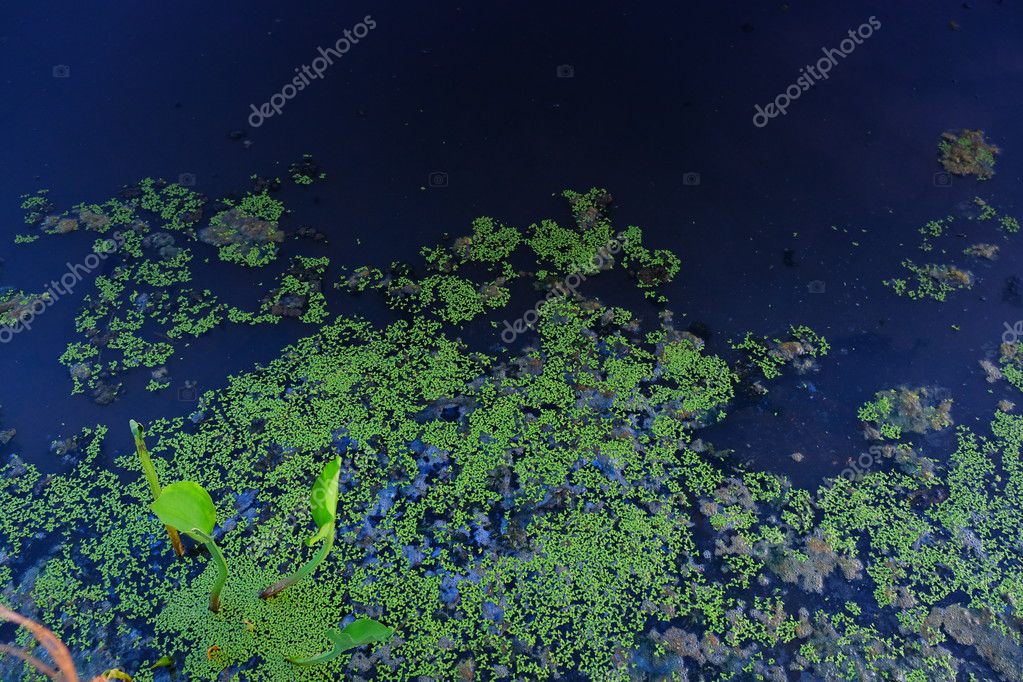 Green Fungus In The Water Stock Photo Image By C Feelphotoz 96360644