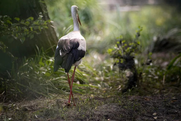 Die zich uitstrekt langs de oever van een ooievaar — Stockfoto