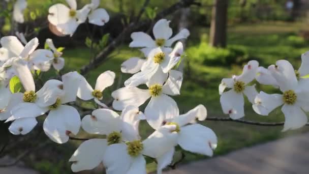 Cornouiller à fleurs se déplaçant dans la brise — Video