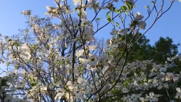 Cornouiller à fleurs se déplaçant dans la brise — Video