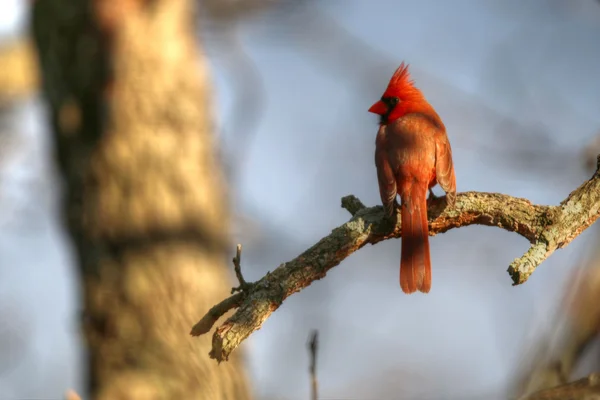 Cardinal rouge sur branche — Photo