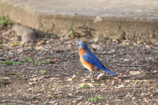 У Синій птах у дворі — стокове фото