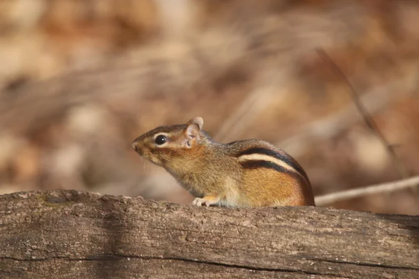 Eichhörnchen auf Baumstamm — Stockfoto