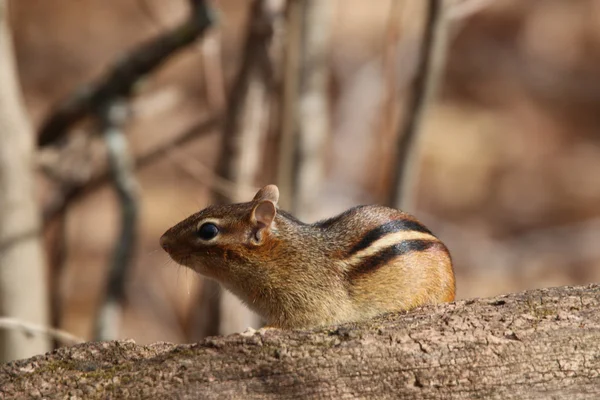 Chipmunk na log — Stock fotografie