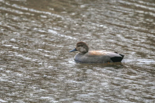 Watervogels zwemmen In Park — Stockfoto