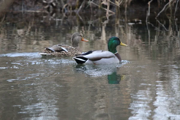 Mallard Ducks Renang — Stok Foto