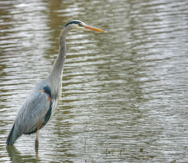 Grande garça azul — Fotografia de Stock