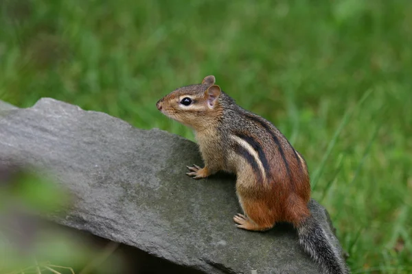 岩の上に休んでいるシマリス — ストック写真